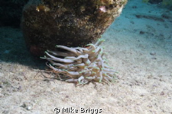 Papa Hogs shore dive by Mike Briggs 